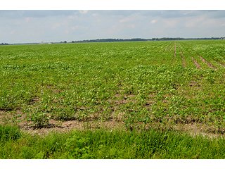 Property photo 7 - LAND AUCTION - 80+/- Acres offered in 1 Tract in Allen County